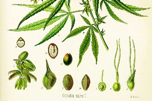 研究人员利用大麻发明大麻生物复合材料 或可用于汽车零部件及食品包装(图1)