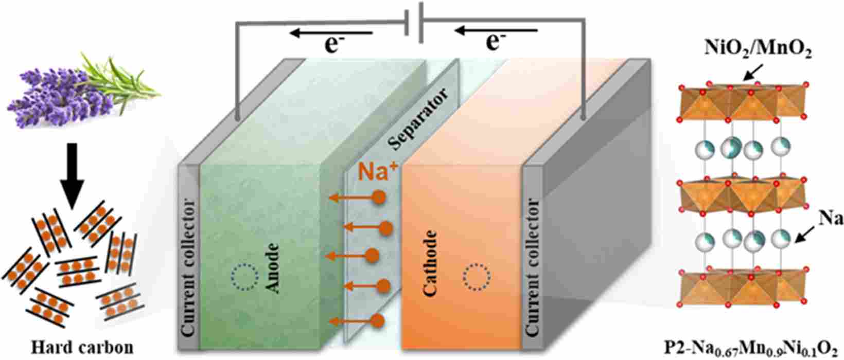 薰衣草材料也可用于钠电池？科学家将花卉废料转化为储能装置(图1)